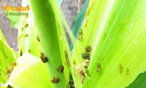 जानिए मक्का की फसल में लगने वाले हानिकारक कीटों के नियंत्रण के उपाय